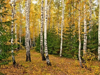 Пазл #14009