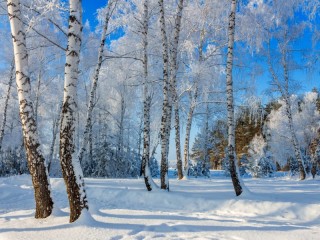 Пазл #36651