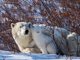 Пазл #62696