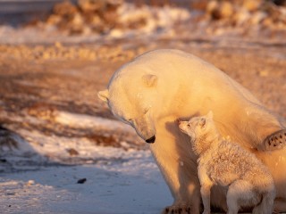 Пазл #53683