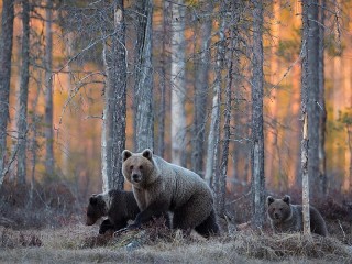 Пазл #21725