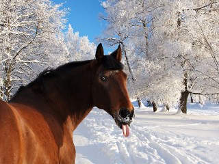 Пазл #24533