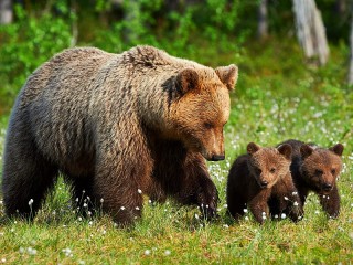 Пазл #7139