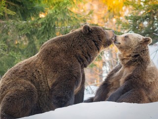 Пазл #289