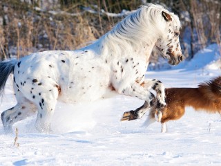 Пазл #27214