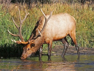 Пазл #23402