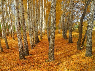 Пазл #34973