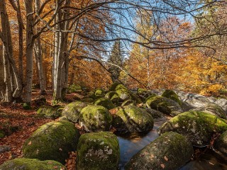 Пазл #7728