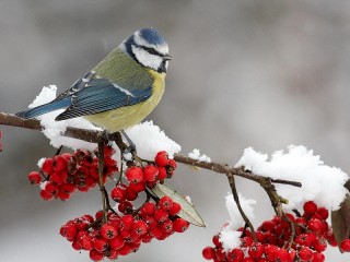 Пазл #62973