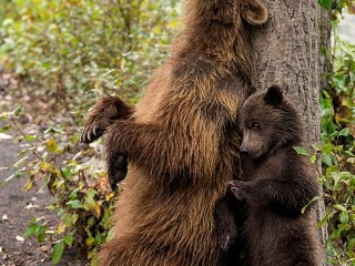 Пазл #38996