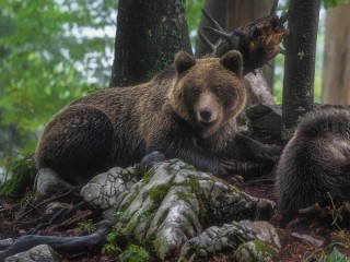 Пазл #28396