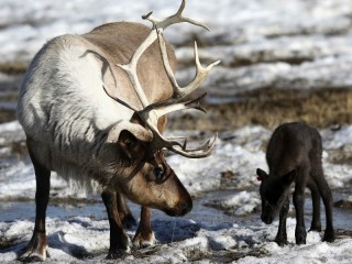 Пазл #6260