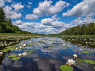 Пазл #6510